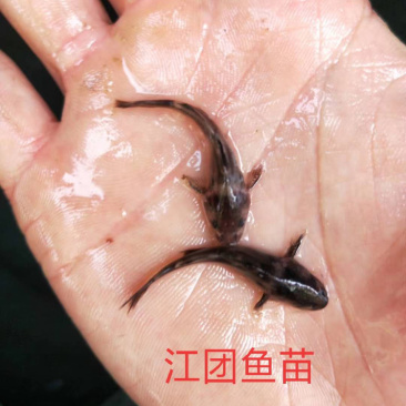 江团鱼苗，淡水鱼，各种规格技术指导养殖场直发欢迎咨询