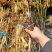芦苇【承接绿化工程】品质好货，产地批发