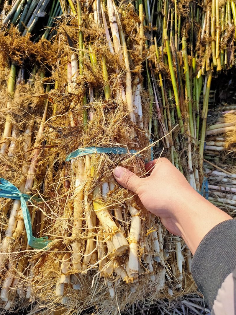 芦苇【承接绿化工程】品质好货，产地批发