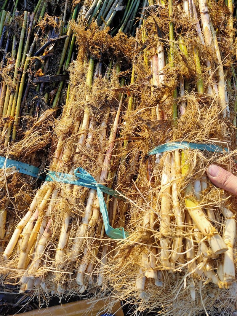 芦苇【承接绿化工程】品质好货，产地批发
