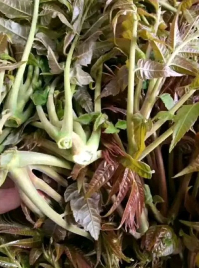 香椿，绿色食品，生态树头菜