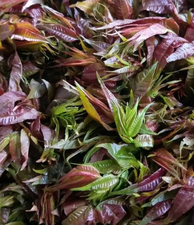 香椿，绿色食品，生态树头菜