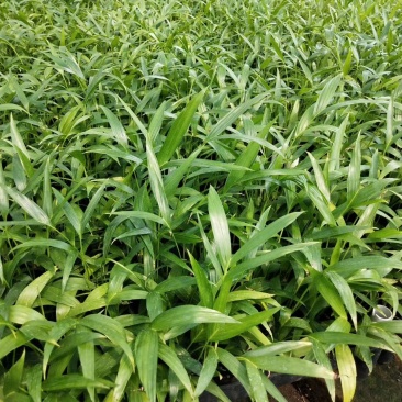 富贵椰子播种苗棕榈科植物四季常青绿植