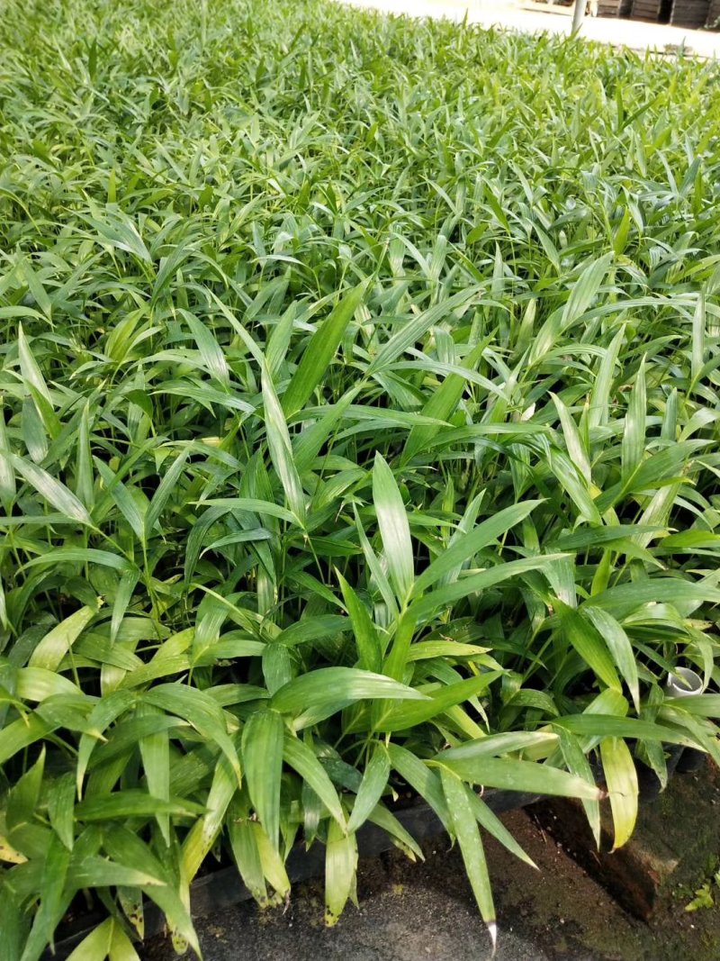 富贵椰子播种苗棕榈科植物四季常青绿植
