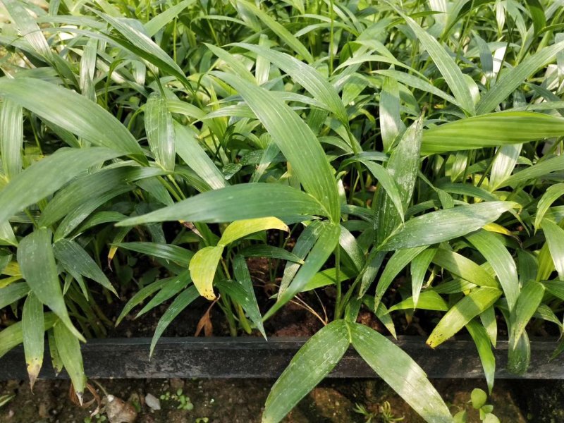富贵椰子播种苗棕榈科植物四季常青绿植