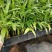 富贵椰子播种苗棕榈科植物四季常青绿植