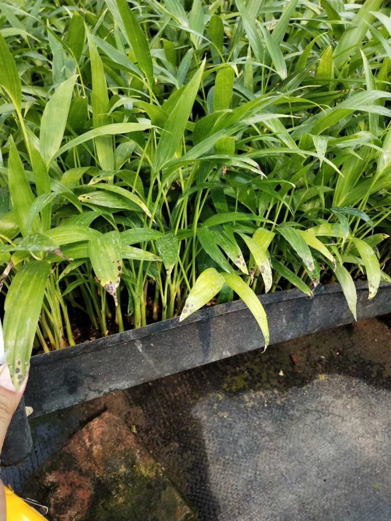 富贵椰子播种苗棕榈科植物四季常青绿植