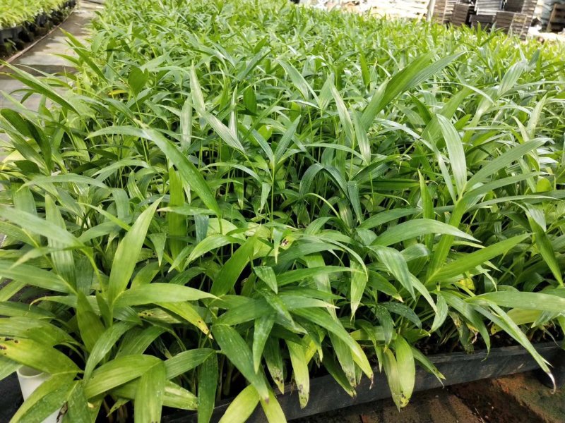 富贵椰子播种苗棕榈科植物四季常青绿植