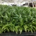 富贵椰子播种苗棕榈科植物四季常青绿植