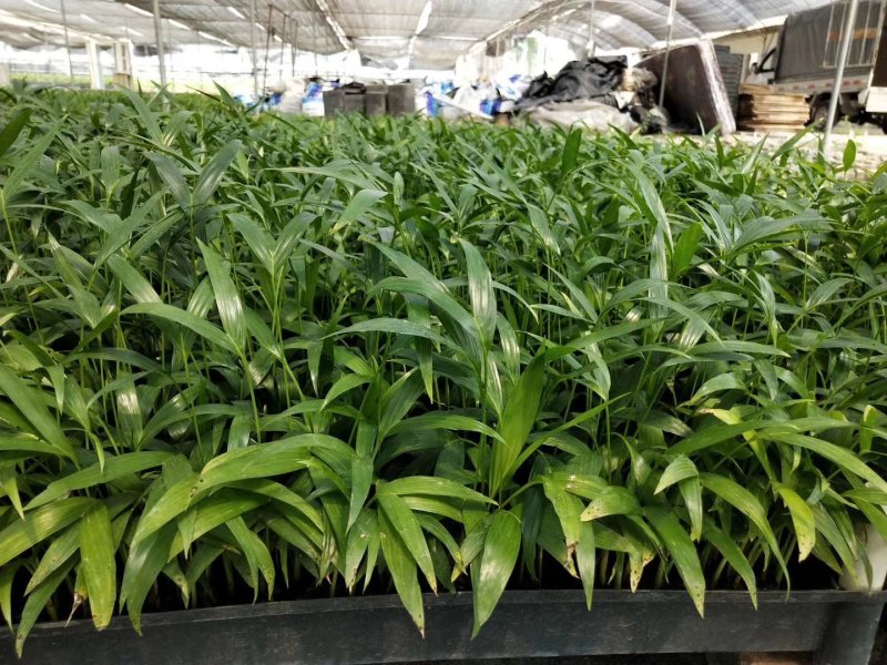 富贵椰子播种苗棕榈科植物四季常青绿植
