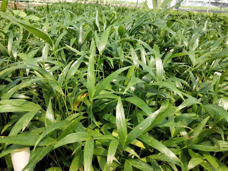 富贵椰子播种苗棕榈科植物四季常青绿植