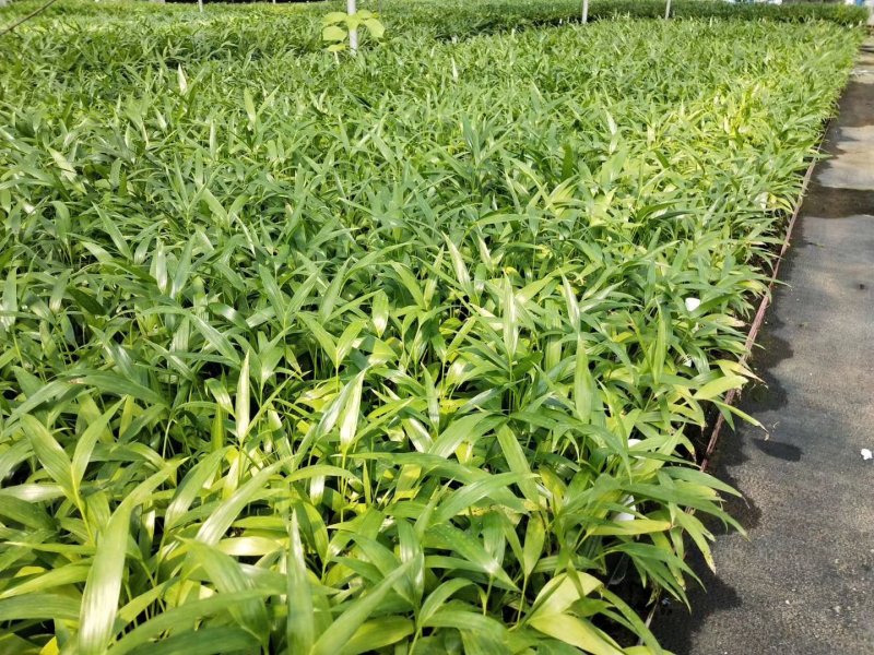 富贵椰子播种苗棕榈科植物四季常青绿植