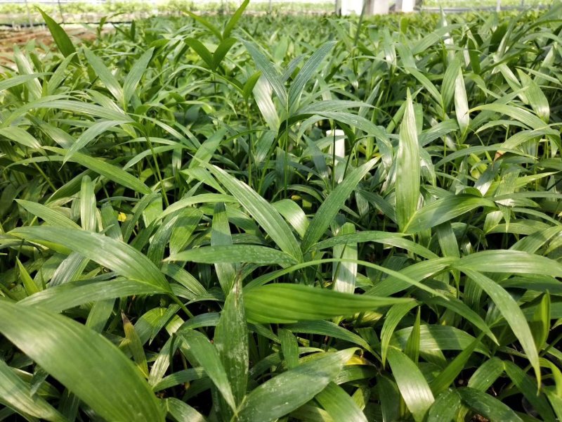 富贵椰子播种苗棕榈科植物四季常青绿植
