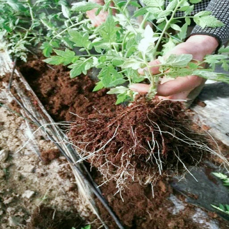 海藻精全水溶片状原粉叶面肥农用冲施肥