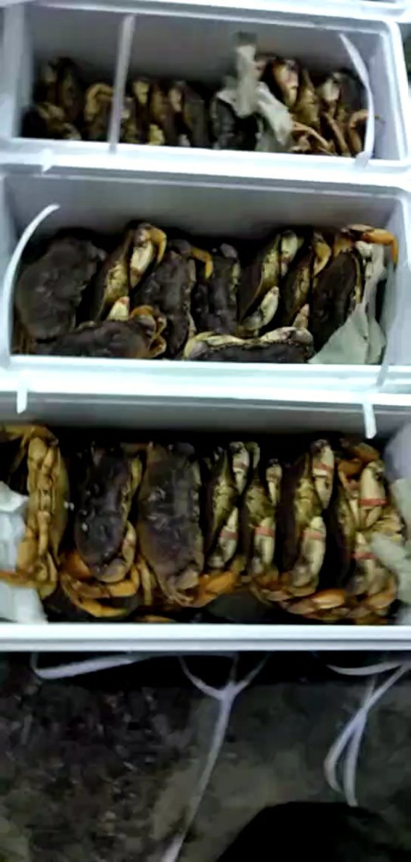 批发鲜活珍宝蟹质量保证个个鲜活