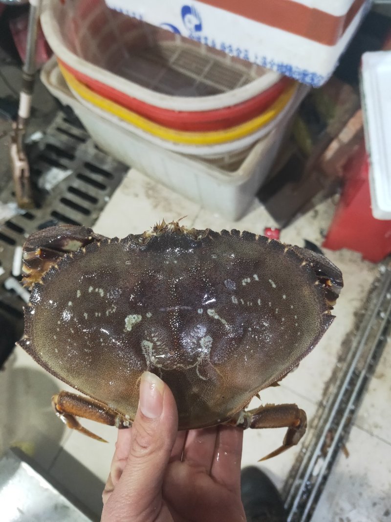批发鲜活珍宝蟹质量保证个个鲜活