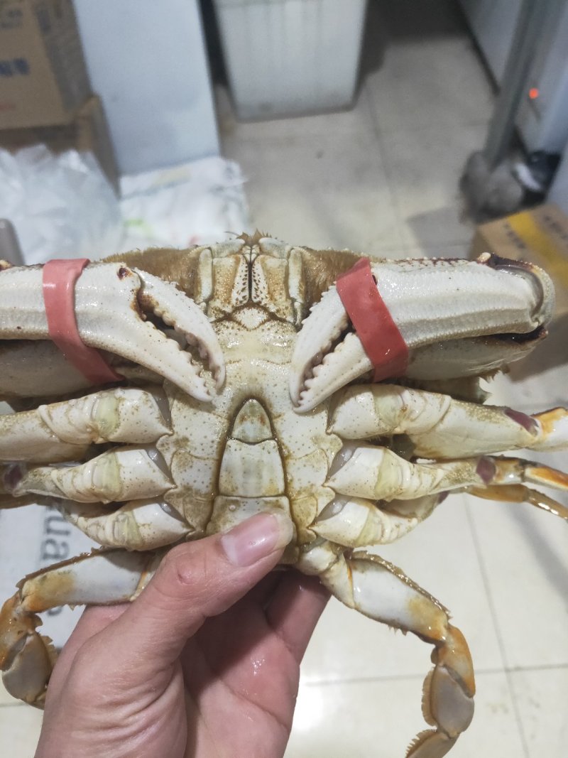 批发鲜活珍宝蟹质量保证个个鲜活