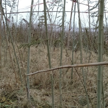 急出售3万颗合欢树