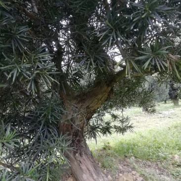 罗汉松