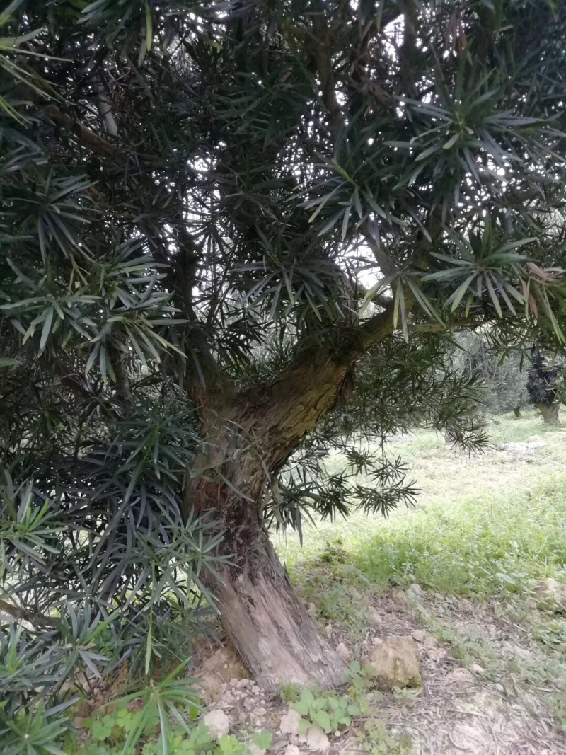 罗汉松