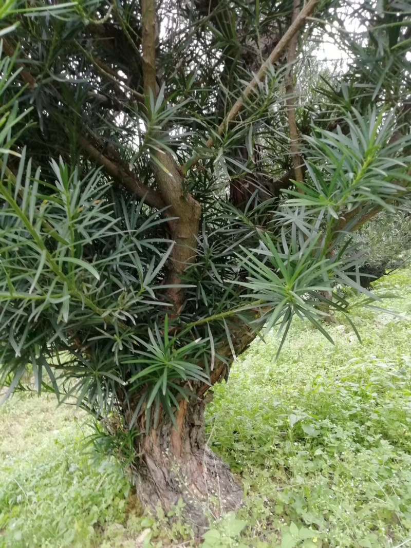 罗汉松
