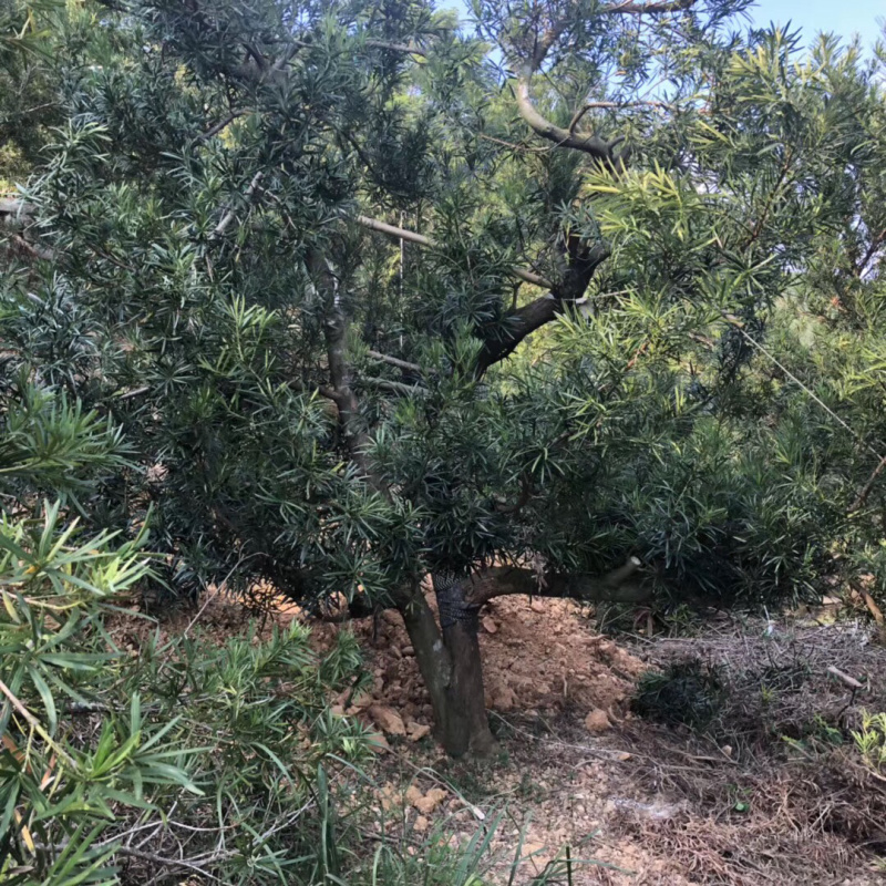 罗汉松