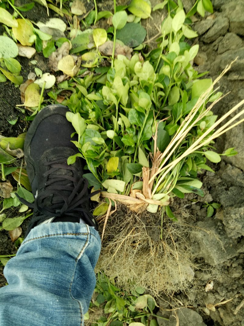 卫矛床苗，卫矛芽苗供苗圃建圃苗