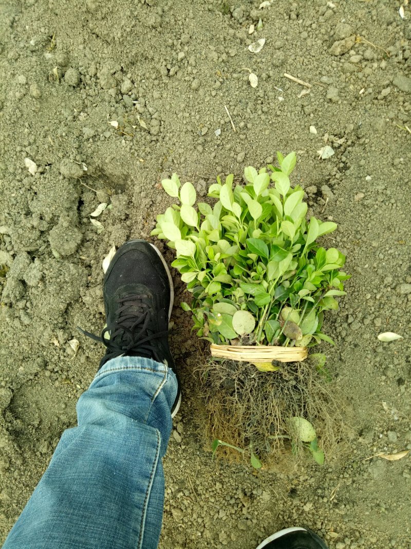 卫矛床苗，卫矛芽苗供苗圃建圃苗