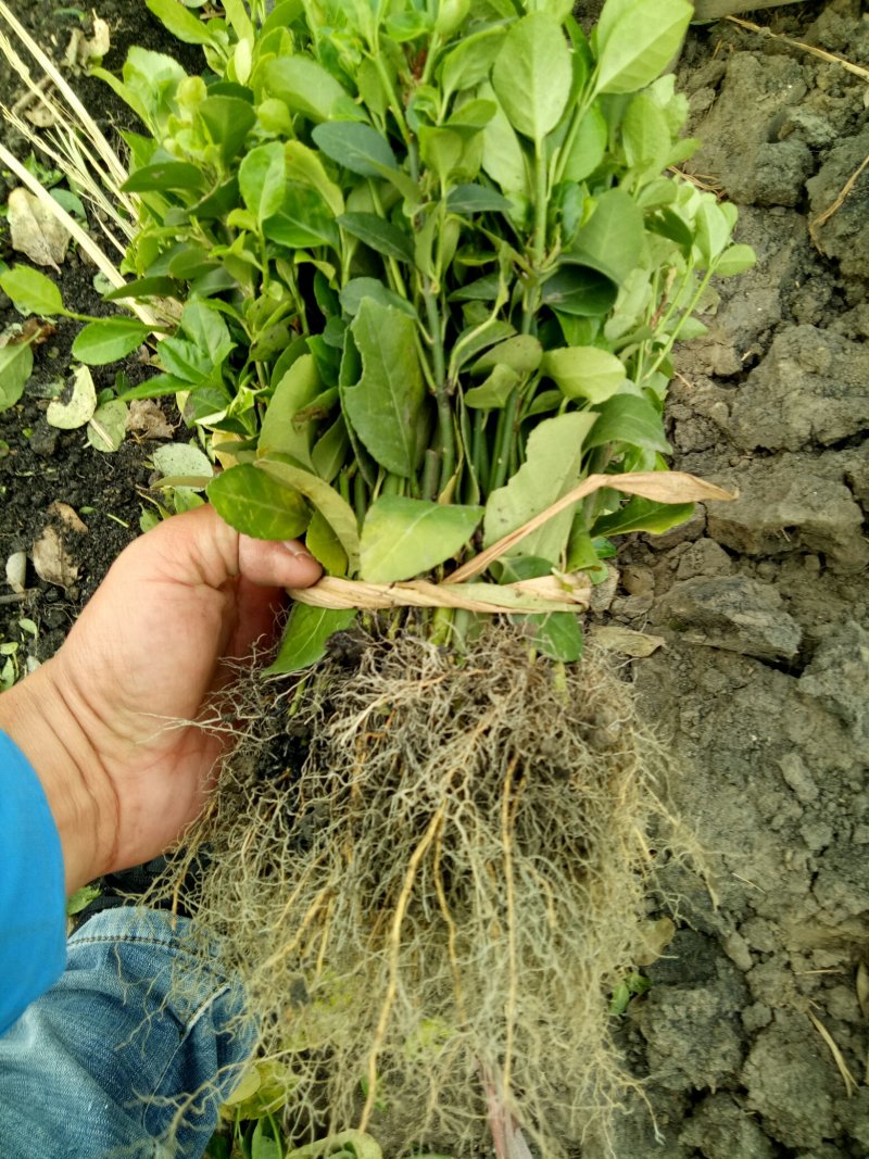 卫矛床苗，卫矛芽苗供苗圃建圃苗
