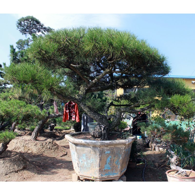 造型松基地直供各种规格黑松油松绿化工程用景观松