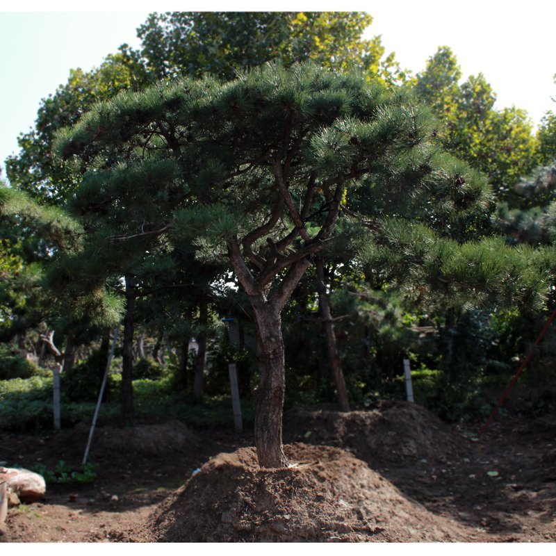 造型松基地直供各种规格黑松油松绿化工程用景观松