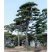 造型松基地直供各种规格黑松油松绿化工程用景观松