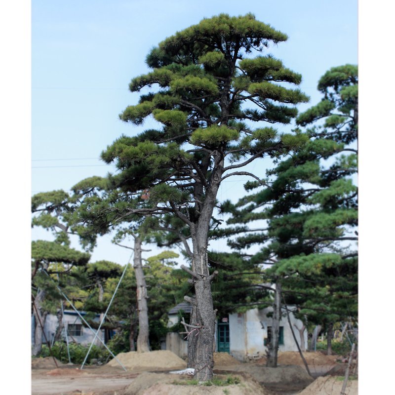 造型松基地直供各种规格黑松油松绿化工程用景观松