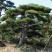 造型松基地直供各种规格黑松油松绿化工程用景观松