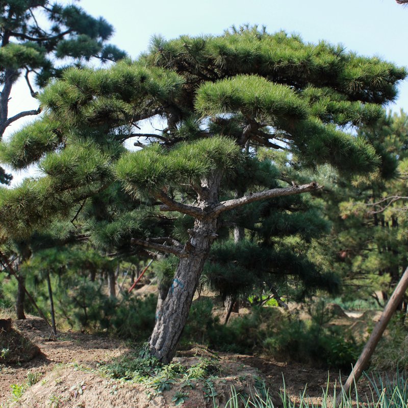 造型松基地直供各种规格黑松油松绿化工程用景观松