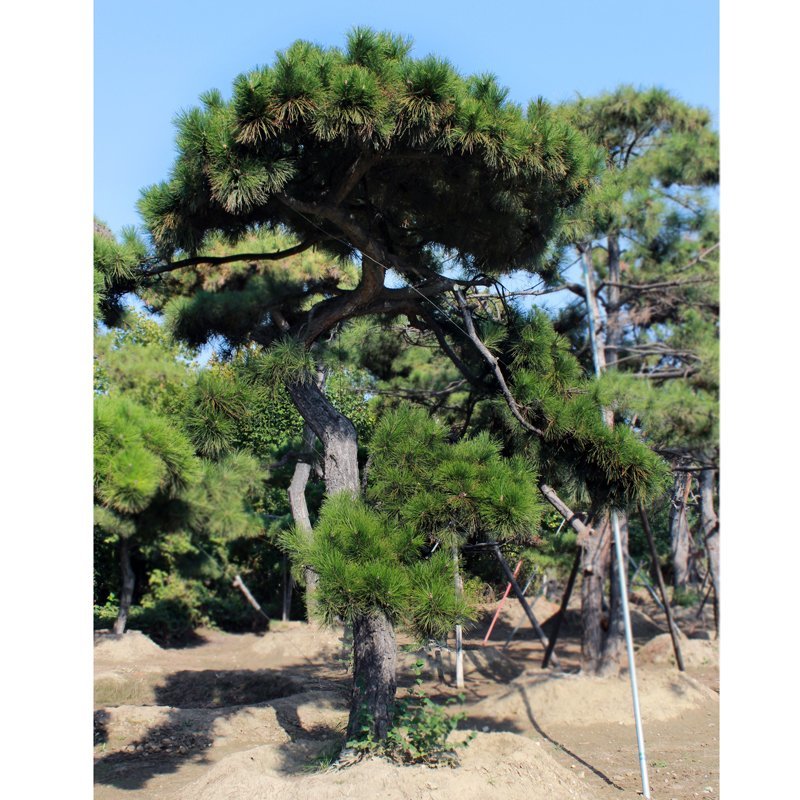 造型松基地直供各种规格黑松油松绿化工程用景观松