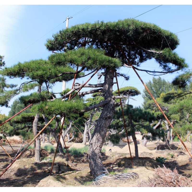 造型松基地直供各种规格黑松油松绿化工程用景观松