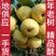 酥梨百年老树精品酥梨产地大量供应，口感甜皮毛好
