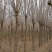 速生白蜡10～12cm8~10cm6~8cm