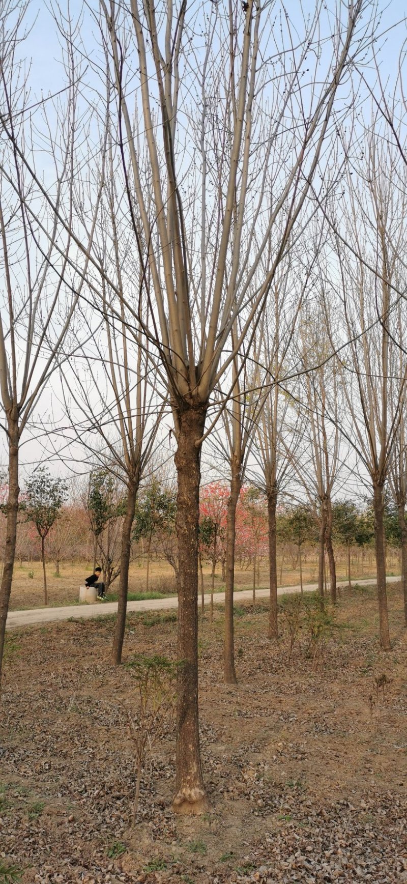 速生白蜡10～12cm8~10cm6~8cm