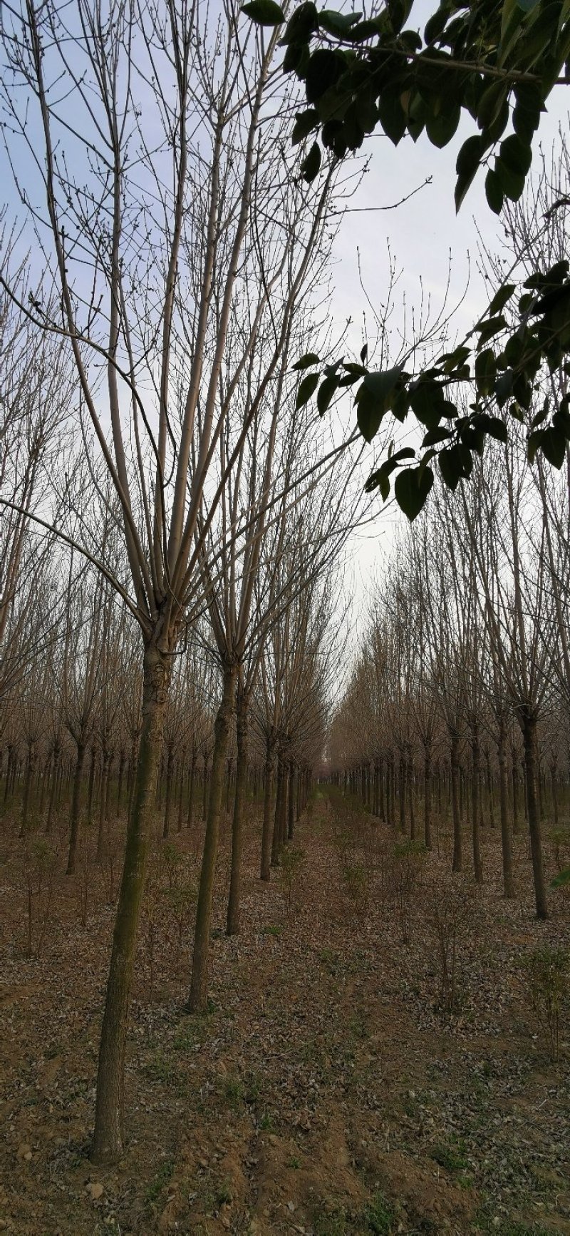 速生白蜡10～12cm8~10cm6~8cm