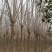 速生白蜡10～12cm8~10cm6~8cm