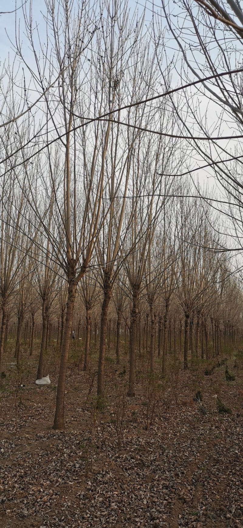 速生白蜡10～12cm8~10cm6~8cm