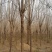 速生白蜡10～12cm8~10cm6~8cm