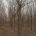 速生白蜡10～12cm8~10cm6~8cm