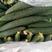 黄瓜721精品产地直发直销，顶花带刺条直发绿