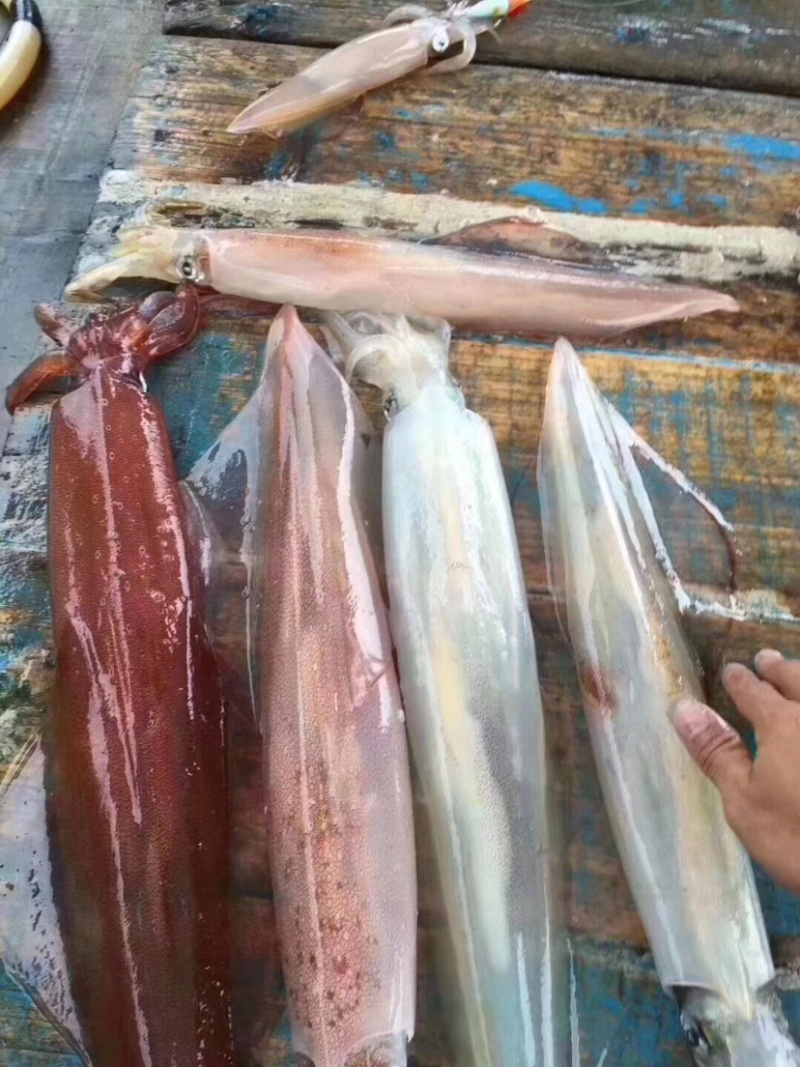 海钓大管