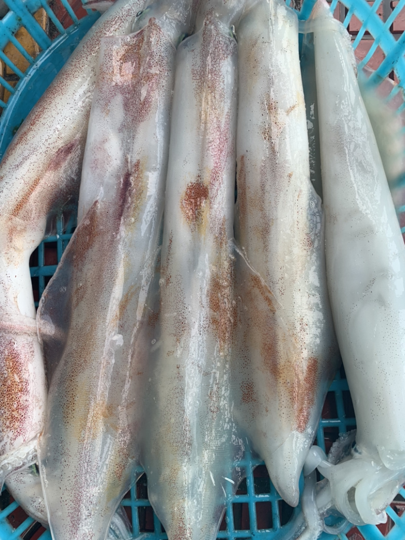 海钓大管