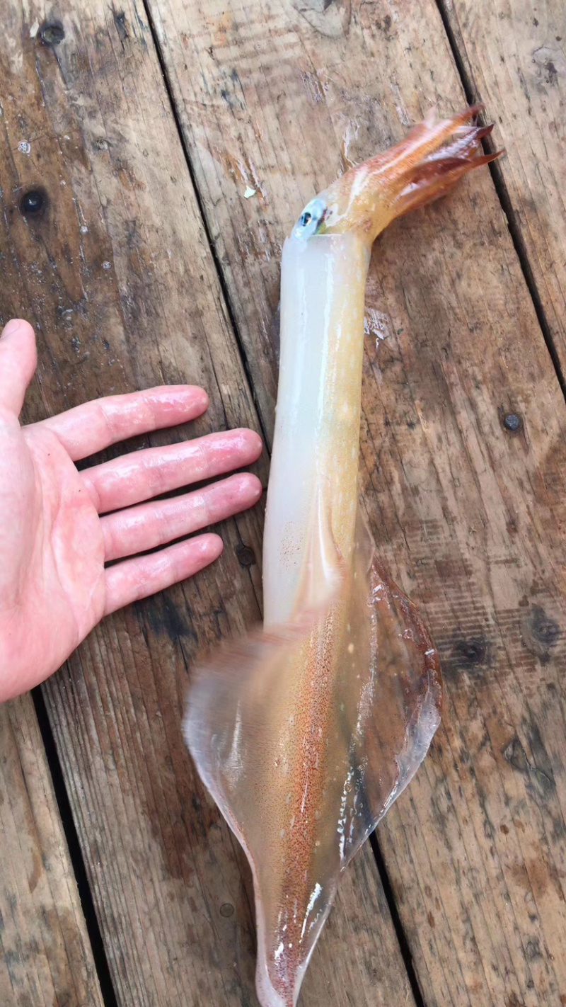 海钓大管
