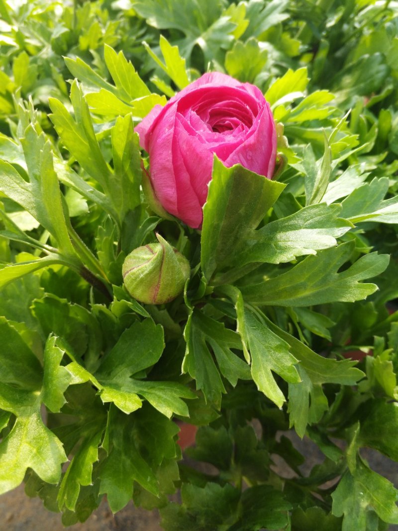绣球花，花期长颜色多规格齐全价格合理发货及时